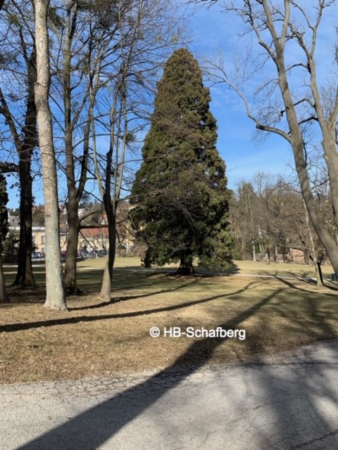 Pötzleinsdorfer Schlosspark nahe Haus am Schafberg